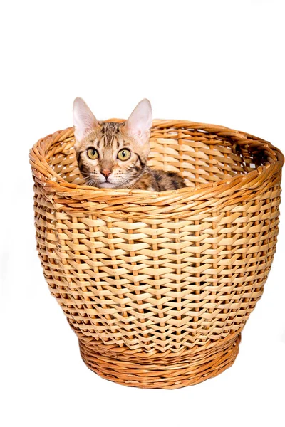 Rasechte Bengaalse kitten in het mandje. geïsoleerd — Stockfoto