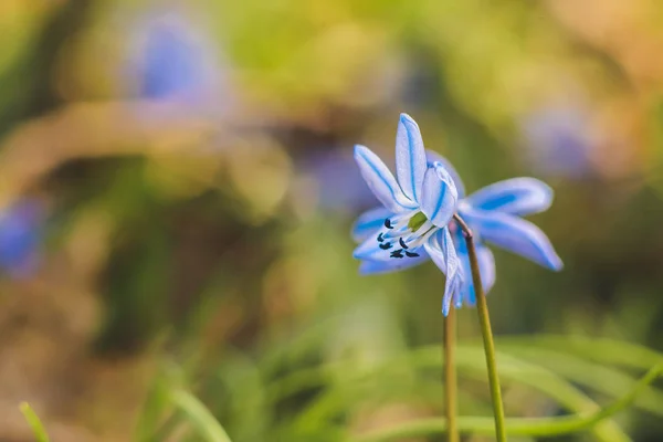Scilla Siberian Blue fleur de printemps. Premiers printemps fleurs sauvages . — Photo
