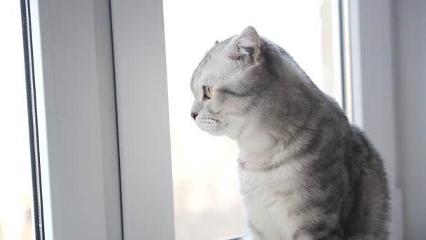 Pręgowany kot siedzi w oknie — Wideo stockowe