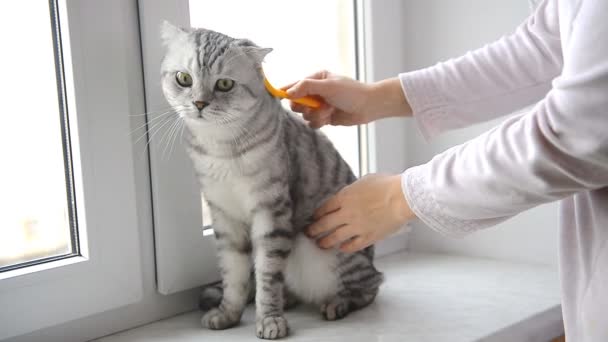 Azafata peinando su gato en casa en un ventana — Vídeos de Stock