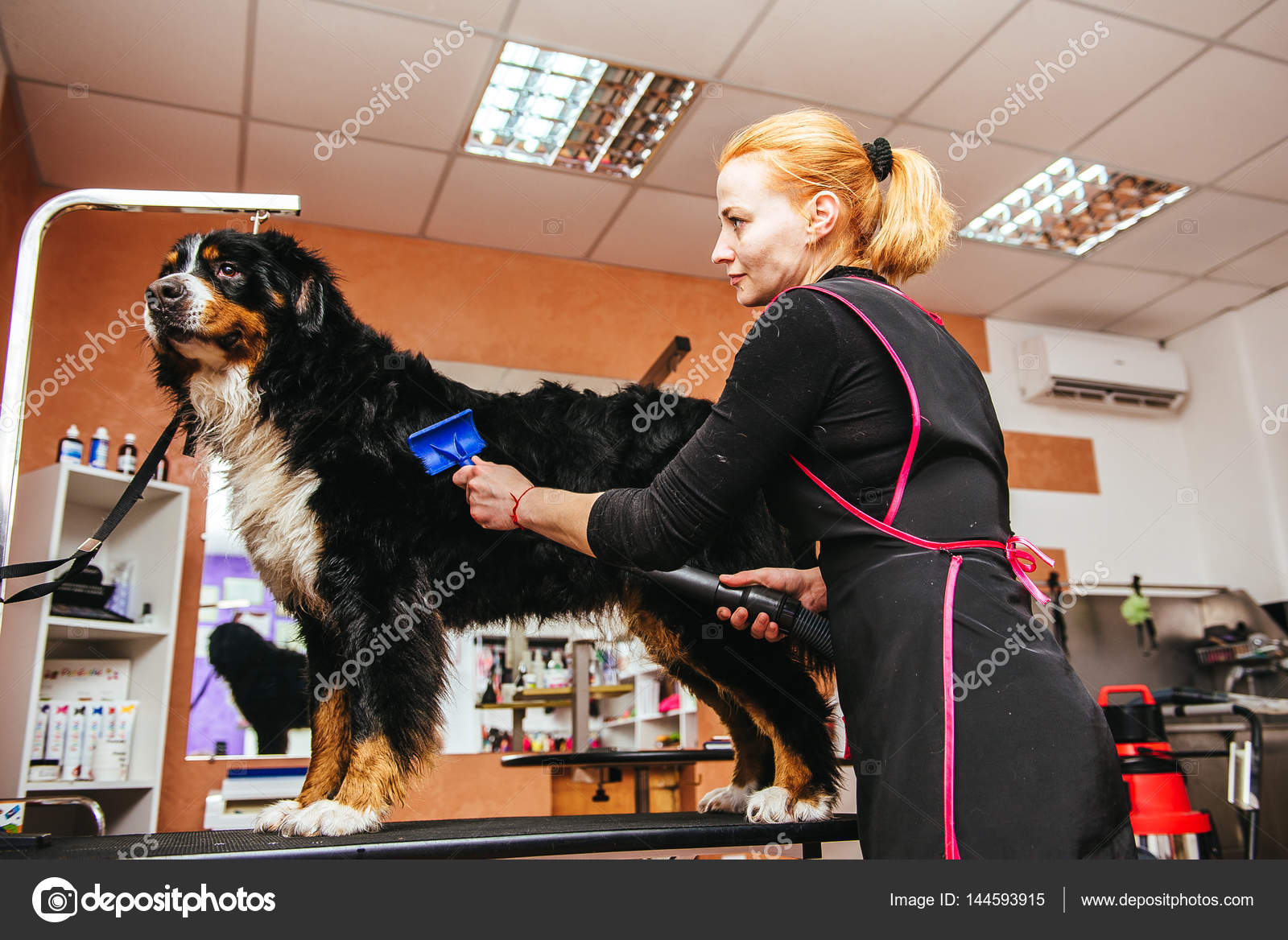Do Bernese Mountain Dogs Need Haircuts