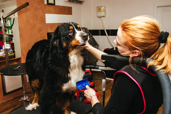 Fryzura kobiece groomer sprawia, że pies rasy Berneński Mountain — Zdjęcie stockowe