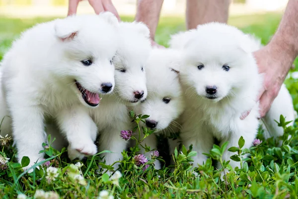 四个萨摩耶小狗户外夏天 — 图库照片