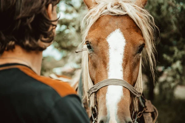 Detailní záběr na koně jíst trávu - věku Foto retro vzhled — Stock fotografie