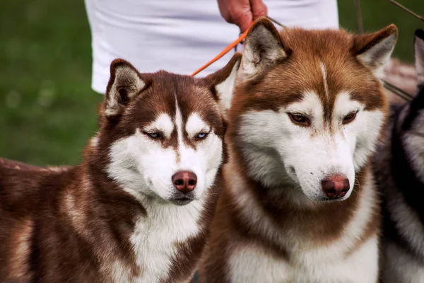 Vier Hunde aus nächster Nähe. Sibirischer Husky. — Stockfoto