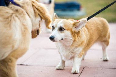 Corgi açık havada sevimli küçük köpek oynama