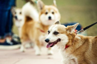 Corgi açık havada sevimli küçük köpek oynama