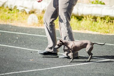 Perulu tüysüz köpek