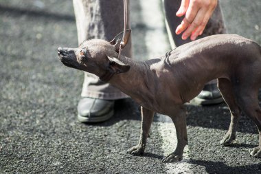 Perulu tüysüz köpek