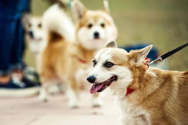 Corgi bonito pouco cão jogando ao ar livre — Fotografia de Stock