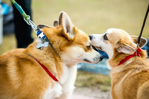 Corgi lindo perrito jugando al aire libre — Foto de Stock