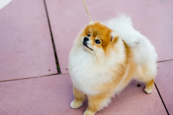 Portret van schattige Pommeren spitz hond — Stockfoto
