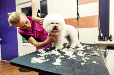 Profesyonel kuaför Bichon Frise köpeklerde damat