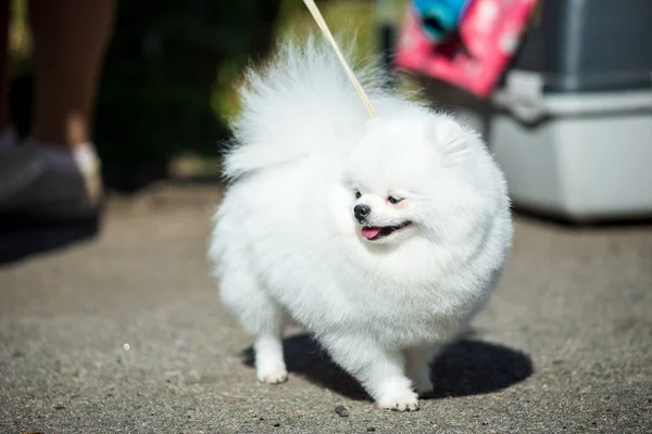 Retrato de um spitz branco em uma caminhada — Fotografia de Stock