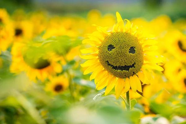 Girasole sorridente in estate — Foto Stock