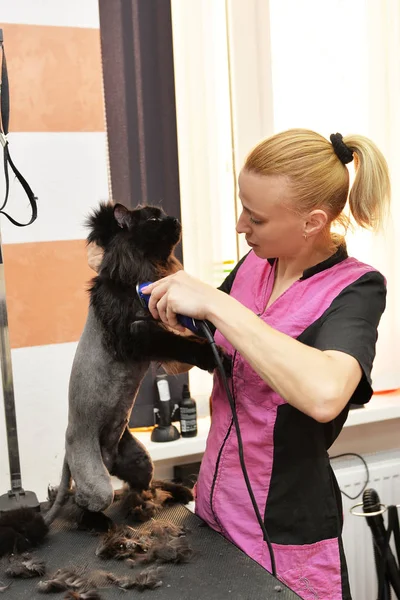 Profi-Friseur schneidet eine Katze. Selektiver Fokus auf das Gesicht der Katze. — Stockfoto