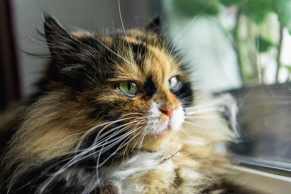 Cat on the window — Stock Photo, Image