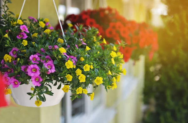 Baskets of hanging petunia flowers on balcony. Petunia flower in ornamental plant. — Stock Photo, Image