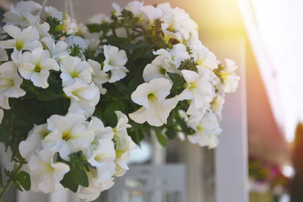Cesti di petunia appesi fiori sul balcone. Petunia fiore in pianta ornamentale. — Foto Stock