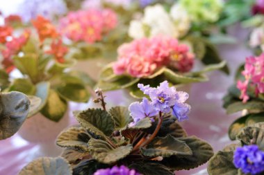 saksıyı African violet