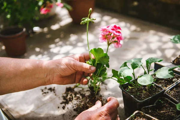 Vorbereitung von Pflanzen oder Blumen für die Verpflanzung, im Gartenbau, in Gewächshäusern. — Stockfoto