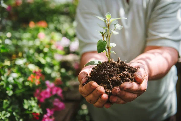 Fleuriste homme tenant la terre dans ses mains. Un germe dans les mains d'un fleuriste. — Photo