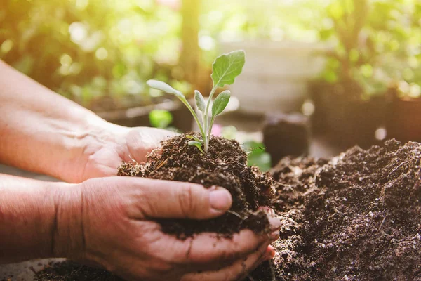 Florist man holding soil in his hands. A sprout in the hands of a flower grower. — Stock Photo, Image
