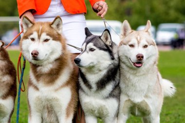 Dört köpek yakın çekim. Siberian dış yapraklar.