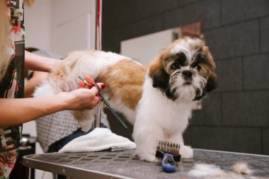 Bir profesyonel kuaför, damat shih tzu puppy, saç kesimi