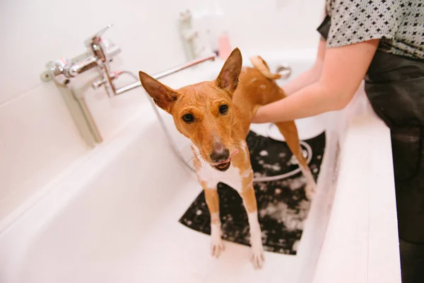 Washing the dog in the front of the haircut professional hairdresser. — Stock Photo, Image