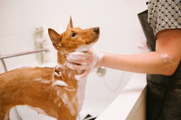 Washing the dog in the front of the haircut professional hairdresser. — Stock Photo, Image