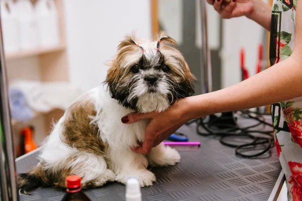 Bir profesyonel kuaför, damat shih tzu puppy, saç kesimi — Stok fotoğraf