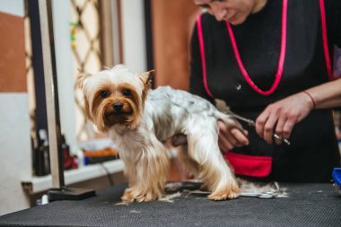 Kuaför yorkshire terrier kürk kulak makası ile mows.