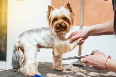 Kuaför yorkshire terrier kürk kulak makası ile mows.