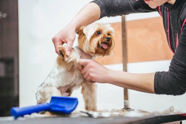 Kuaför yorkshire terrier kürk kulak makası ile mows.