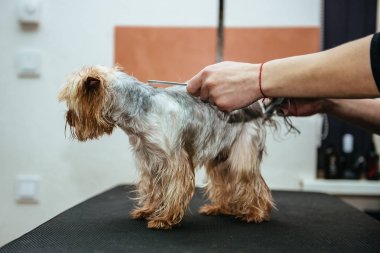 Kuaför yorkshire terrier kürk kulak makası ile mows.
