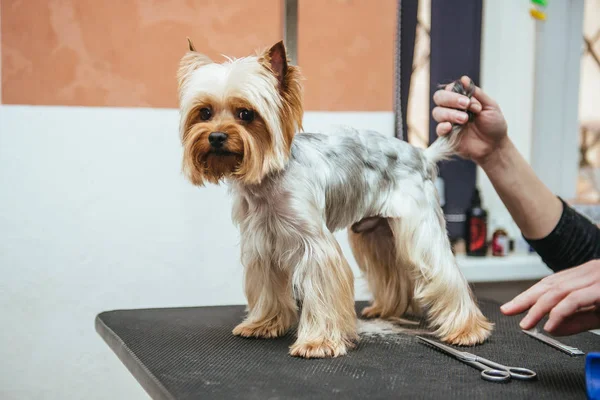 Cabeleireiro corta Yorkshire Terrier pele na orelha com um aparador — Fotografia de Stock