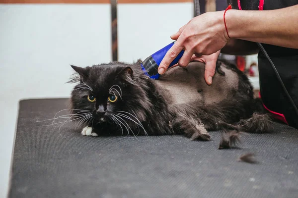 Cabeleireiro profissional corta um gato. Foco seletivo no rosto dos gatos . — Fotografia de Stock