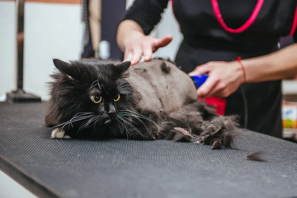 Професійний перукар ріже кота. Вибірковий фокус на обличчі котів . — стокове фото
