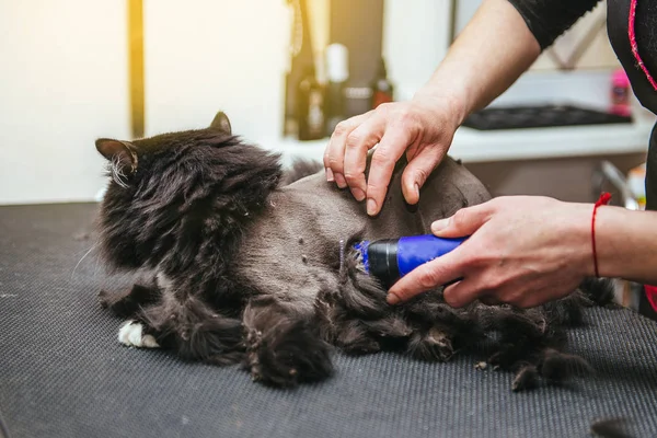 Cabeleireiro profissional corta um gato. Foco seletivo no rosto dos gatos . — Fotografia de Stock
