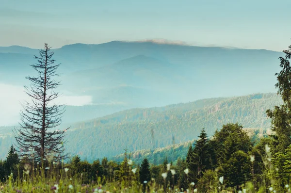 Forest hills z Karpat, nádobí mlha. — Stock fotografie