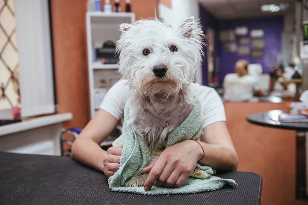 Falciatrici da parrucchiere West Highland White Terrier pelliccia sull'orecchio con un trimmer — Foto Stock