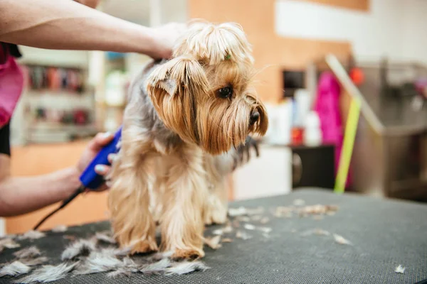 Hairdresser mows Yorkshire Terrier fur on the ear with a trimmer — Stock Photo, Image