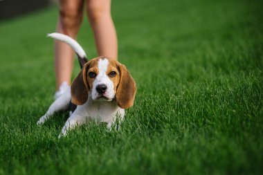yeşil çayır köpeği. beagle yavru köpek yürüyüş