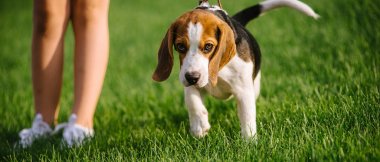 yeşil çayır köpeği. beagle yavru köpek yürüyüş