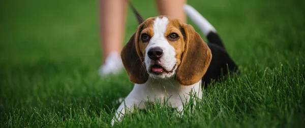 Perro en pradera verde. Beagle cachorro caminando — Foto de Stock