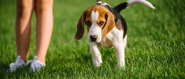 Perro en pradera verde. Beagle cachorro caminando — Foto de Stock
