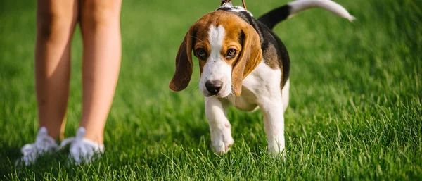 yeşil çayır köpeği. beagle yavru köpek yürüyüş