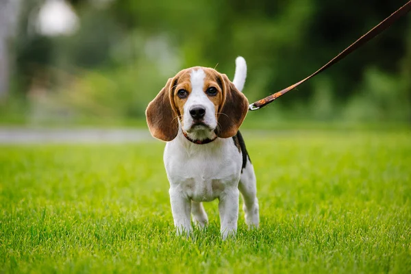 Hund på grön äng. beagle valp promenader — Stockfoto
