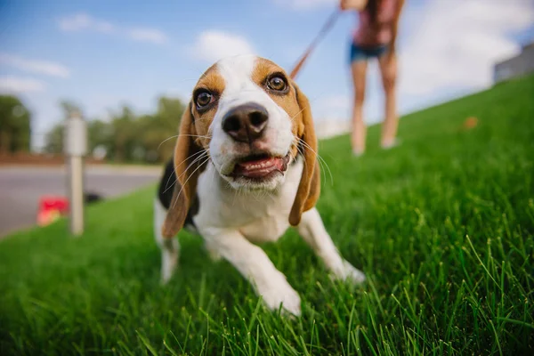 Σκυλί στο πράσινο λιβάδι. Beagle κουτάβι περπάτημα — Φωτογραφία Αρχείου